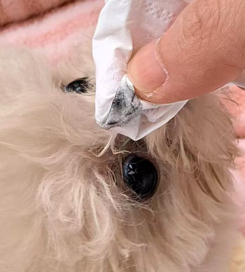 浙江一名女子網購一隻迷你貴婦狗,誰知仔細檢查後竟發現小狗眼睛周圍被劃眼線,「米奇耳」耳朵有曾被修剪留下的傷痕,質疑商家行為是為了令貴婦狗顯得更可愛,抬高價格。(影片截圖)