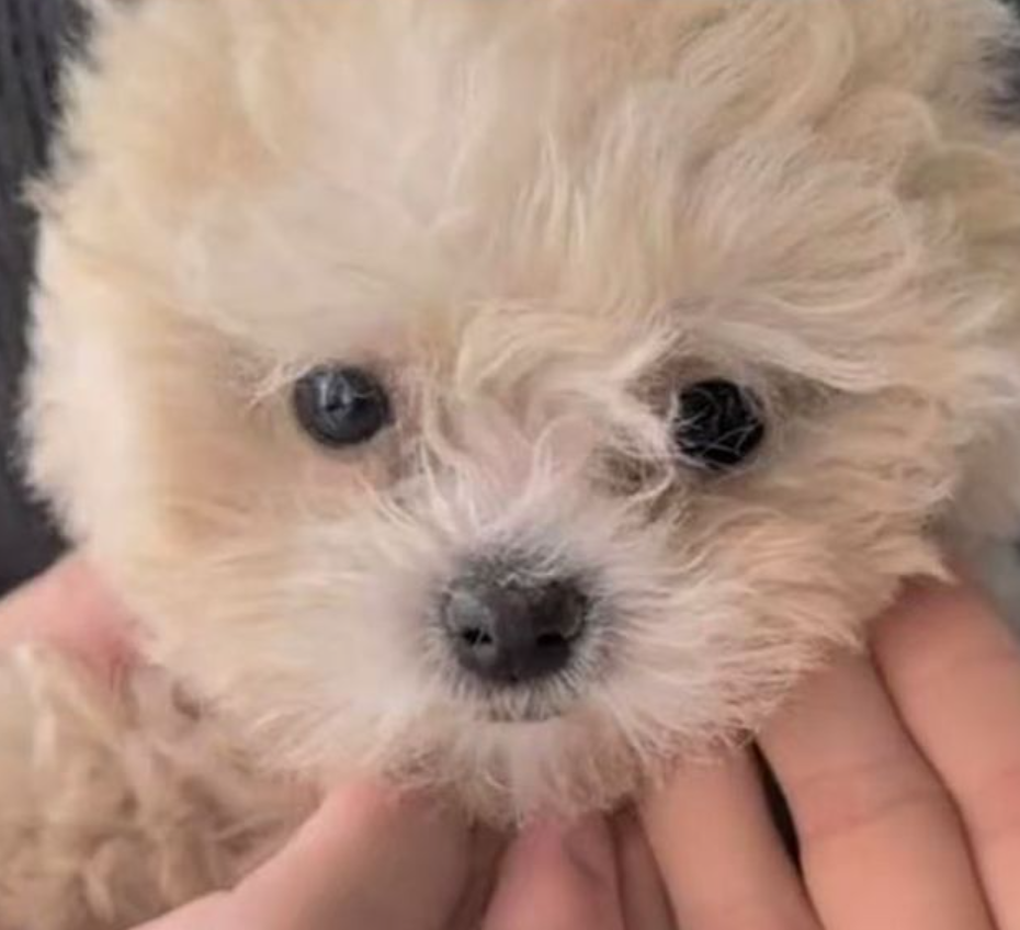 浙江一名女子網購一隻迷你貴婦狗,誰知仔細檢查後竟發現小狗眼睛周圍被劃眼線,「米奇耳」耳朵有曾被修剪留下的傷痕,質疑商家行為是為了令貴婦狗顯得更可愛,抬高價格。(影片截圖)