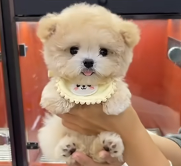 浙江一名女子網購一隻迷你貴婦狗,誰知仔細檢查後竟發現小狗眼睛周圍被劃眼線,「米奇耳」耳朵有曾被修剪留下的傷痕,質疑商家行為是為了令貴婦狗顯得更可愛,抬高價格。(影片截圖)