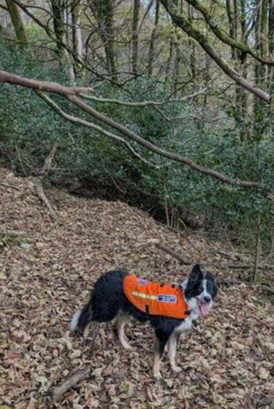 搜索隊連日搜尋。(互聯網)