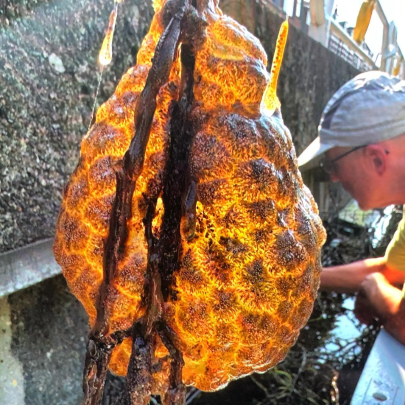 「異形蛋囊」是苔蘚蟲(Bryozoans)形成的袋狀群落。(互聯網)