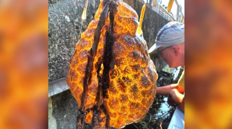 「異形蛋囊」是苔蘚蟲(Bryozoans)形成的袋狀群落。(互聯網)