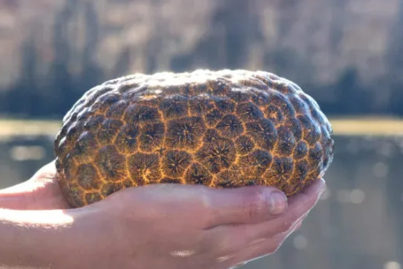 「異形蛋囊」是苔蘚蟲(Bryozoans)形成的袋狀群落。(互聯網)