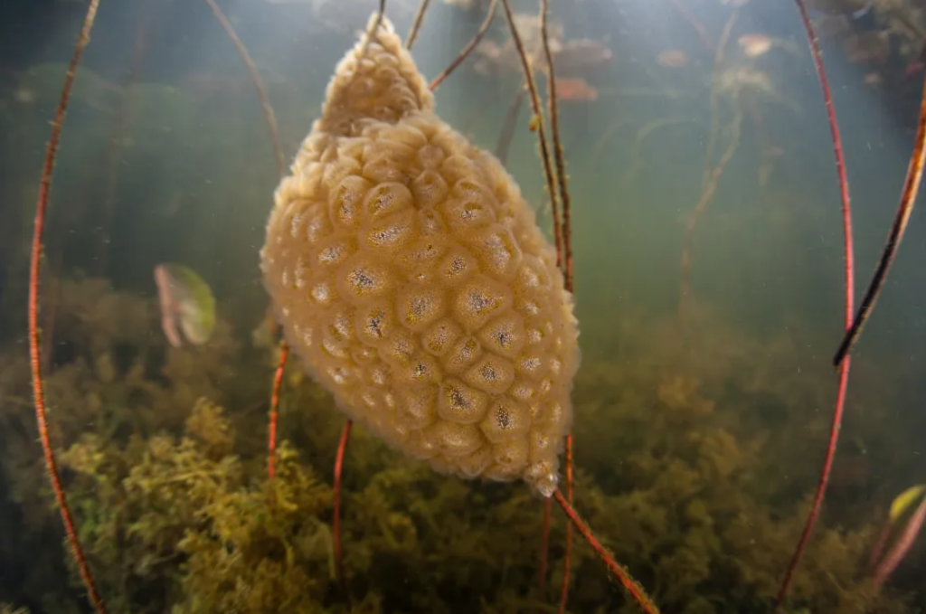 「異形蛋囊」是苔蘚蟲(Bryozoans)形成的袋狀群落。(互聯網)