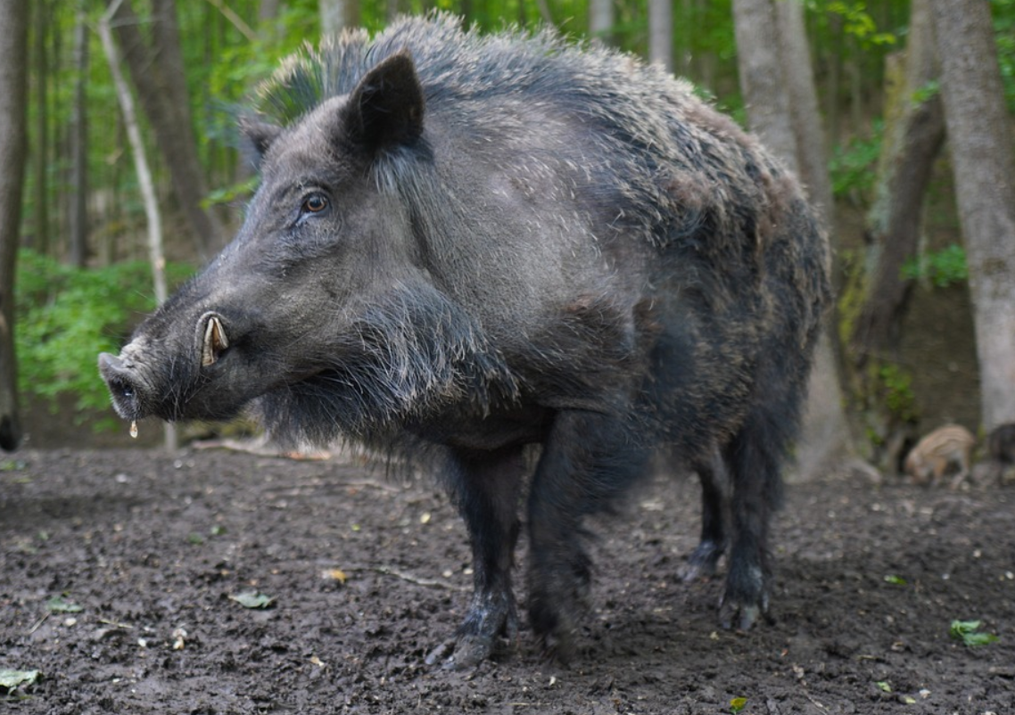 一頭野豬當日傍晚進入南京南站至紫金山東站間的高鐵路軌,被經過該處的D5515次列車撞上,引發設備故障停車,造成途經南京南站的部分列車延遲。(資料圖片)