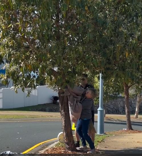 動物組織職員捕捉期間,樹熊受驚發出叫聲,令很多網民心碎。(IG)