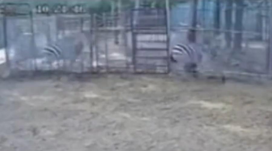 兩匹馬跑沿著圍欄來回跑動及衝撞圍欄,似要尋找出路。(微博)