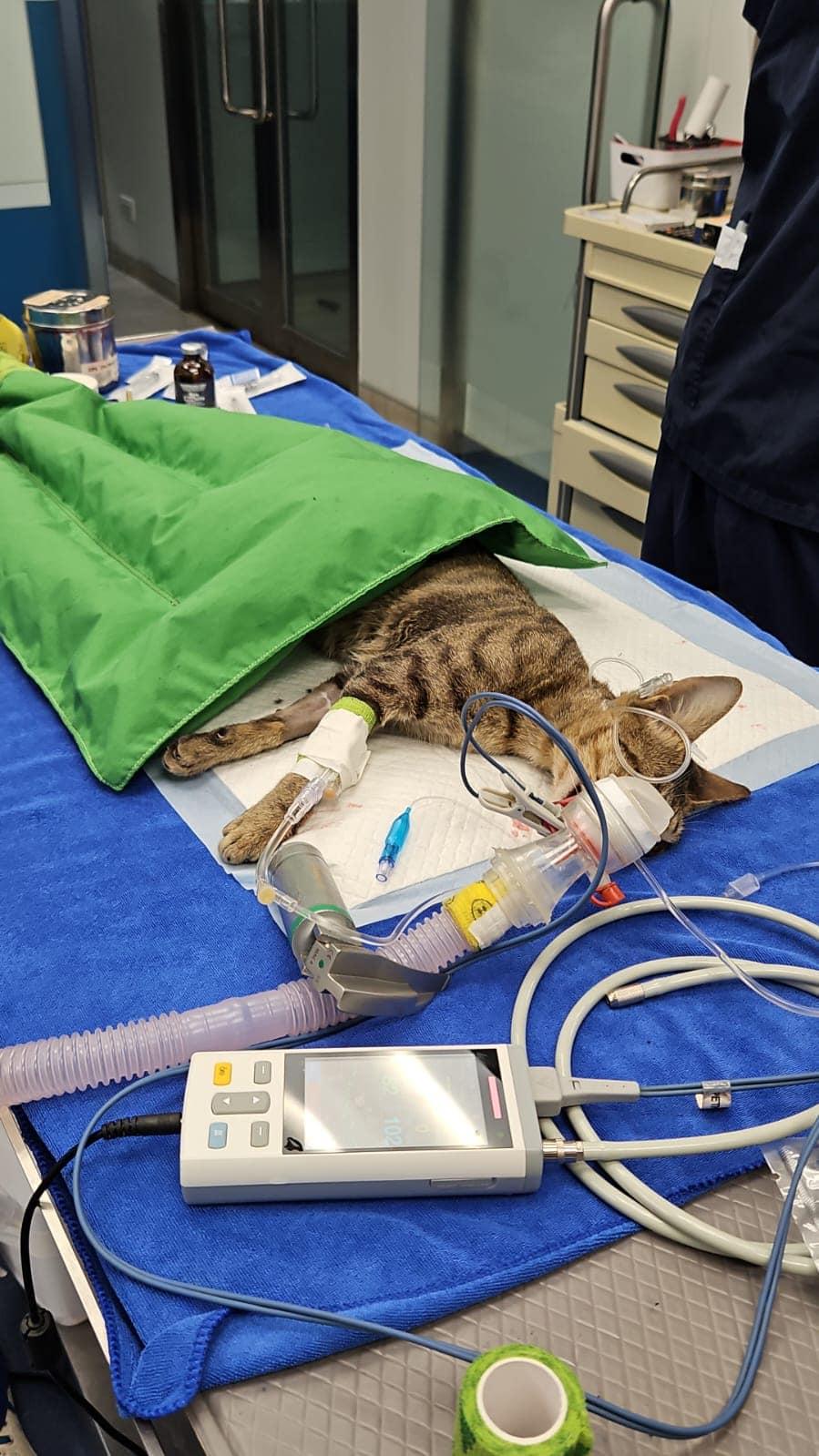 捱撞唐貓重創倒臥路中,口鼻吐血,大腿位置有傷口,情況嚴重。(毛守救援@FB)