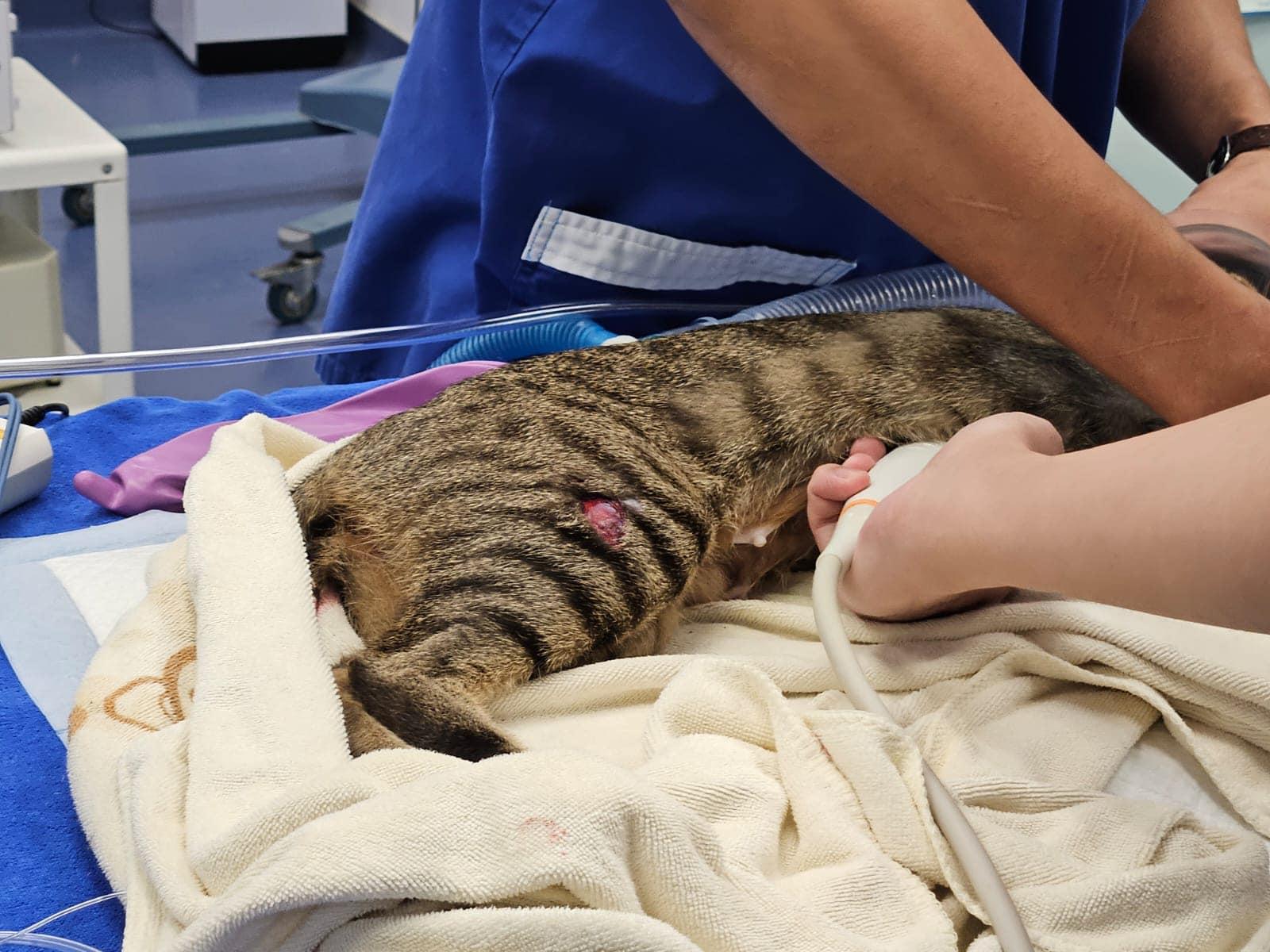 捱撞唐貓重創倒臥路中,口鼻吐血,大腿位置有傷口,情況嚴重。(毛守救援@FB)