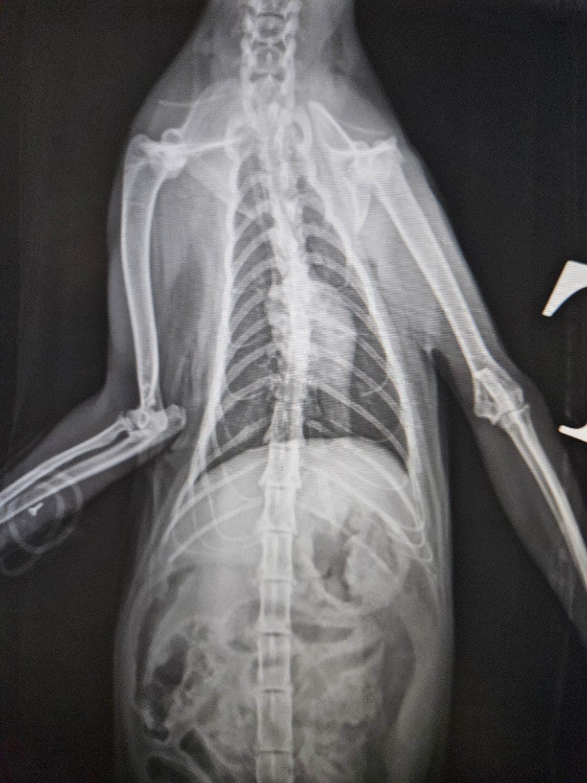 毛守救援上載多張照片和多條影片。(毛守救援@FB)