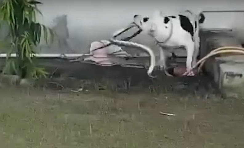 Jenny則在牆邊擺好架勢,啃咬毒蛇令它無法逃脫,之後使盡力氣將蛇猛甩,可見毒蛇至少長1米。(X)