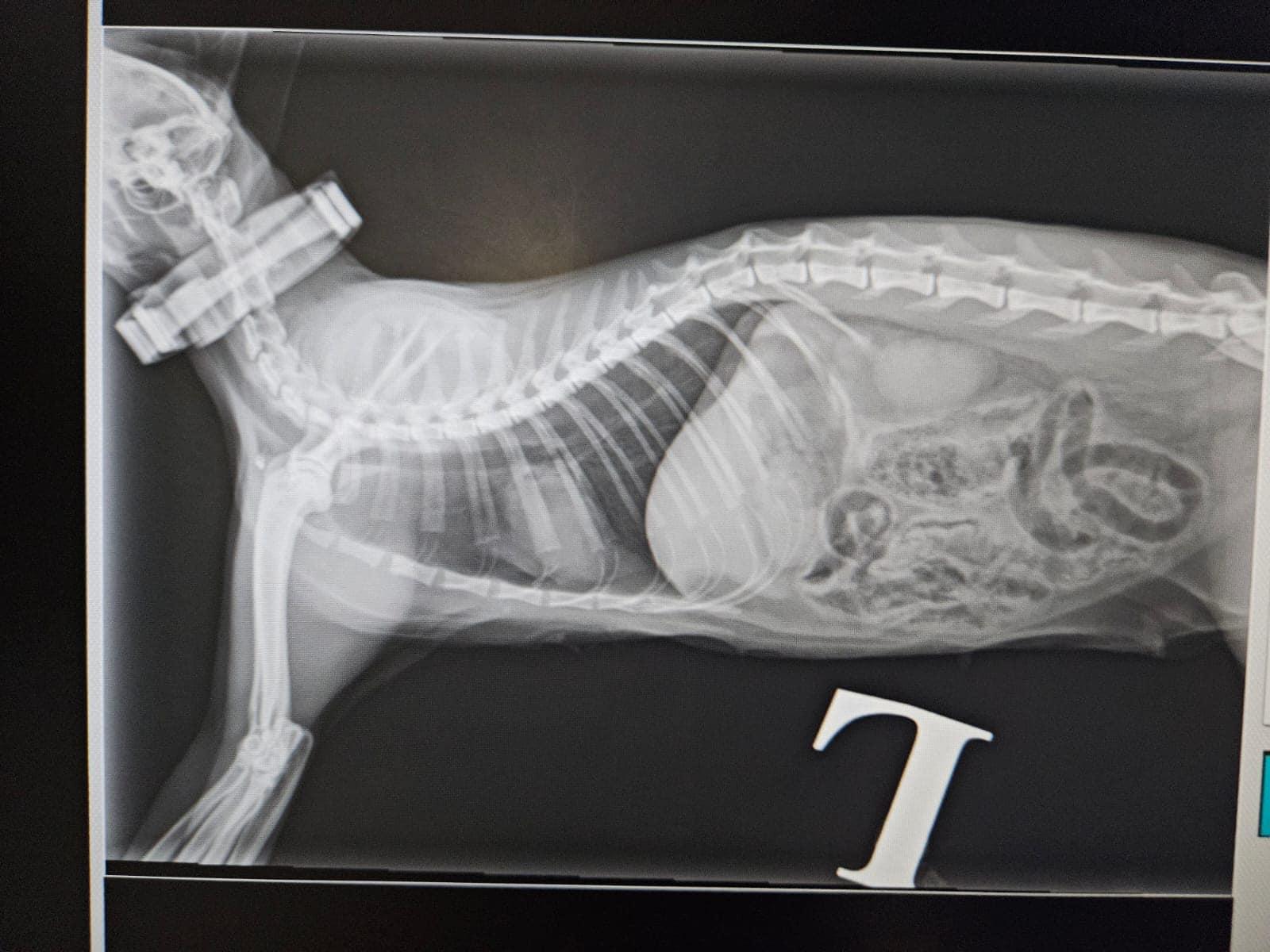 毛守救援上載多張照片和多條影片。(毛守救援@FB)