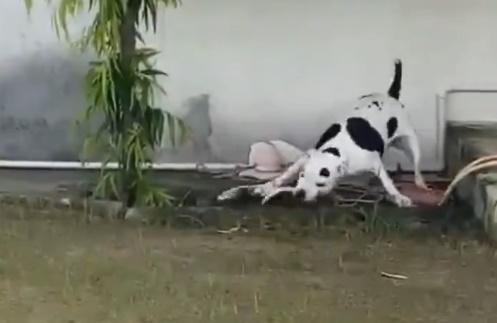 從片中將蛇被打在地所發出的「啪啪」響聲,可想而知Jenny使出多大力氣。(X)