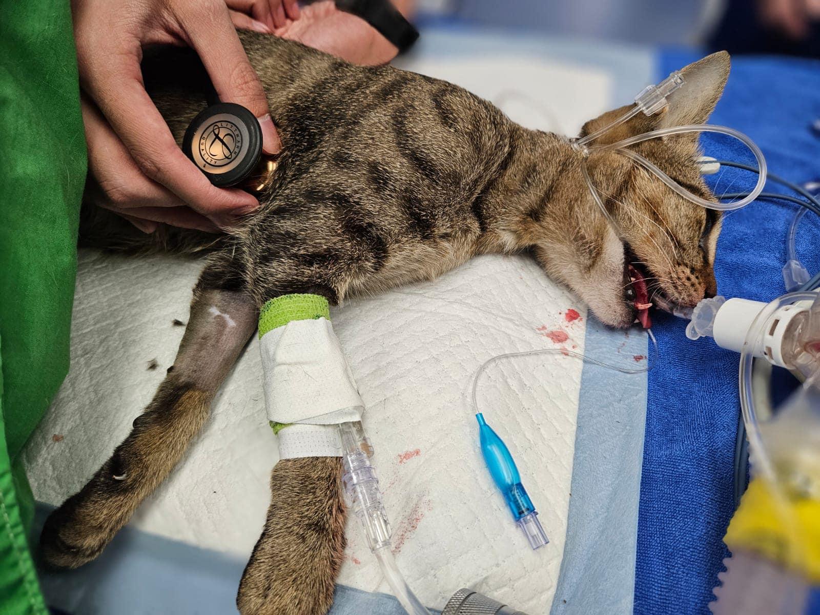 錦田公路唐貓捱撞吐血,涉事車輛不顧而去,熱心女途人:撐住呀。(毛守救援@FB)