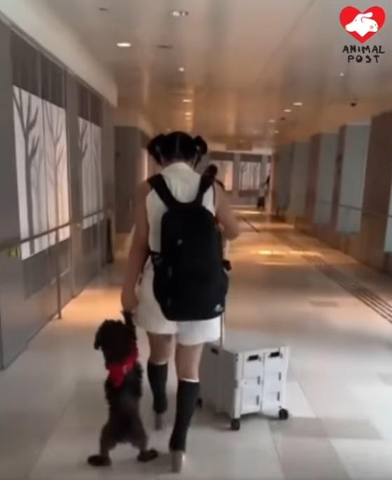 目擊者指:狗主有少少扯著隻狗的感覺,隻狗都跟不上。(香港動物報@FB)