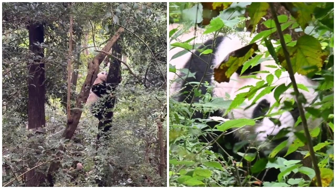 無人機的噪音嚇得花花罕有爬上樹躲避,和葉也在叢林後不敢出來。(微博)