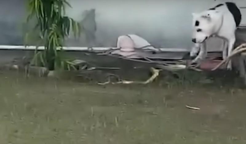 直至5分鐘後,當Jenny放口時,那毒蛇已沒有動靜被當場咬死。(X)