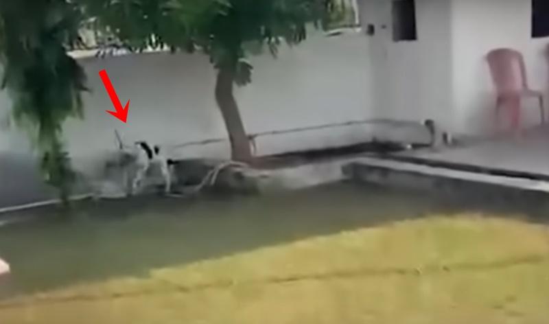 Jenny在牆邊擺好架勢,啃咬毒蛇令它無法逃脫。(X)