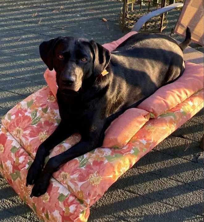 護林局警官Josh Beal表示:「當我們發現她時,Lucy正在保護她,還躺在她的胸口上,這似乎也是Lucy每晚為她保暖的方式,可能因此拯救了Pamela的生命」。(X)