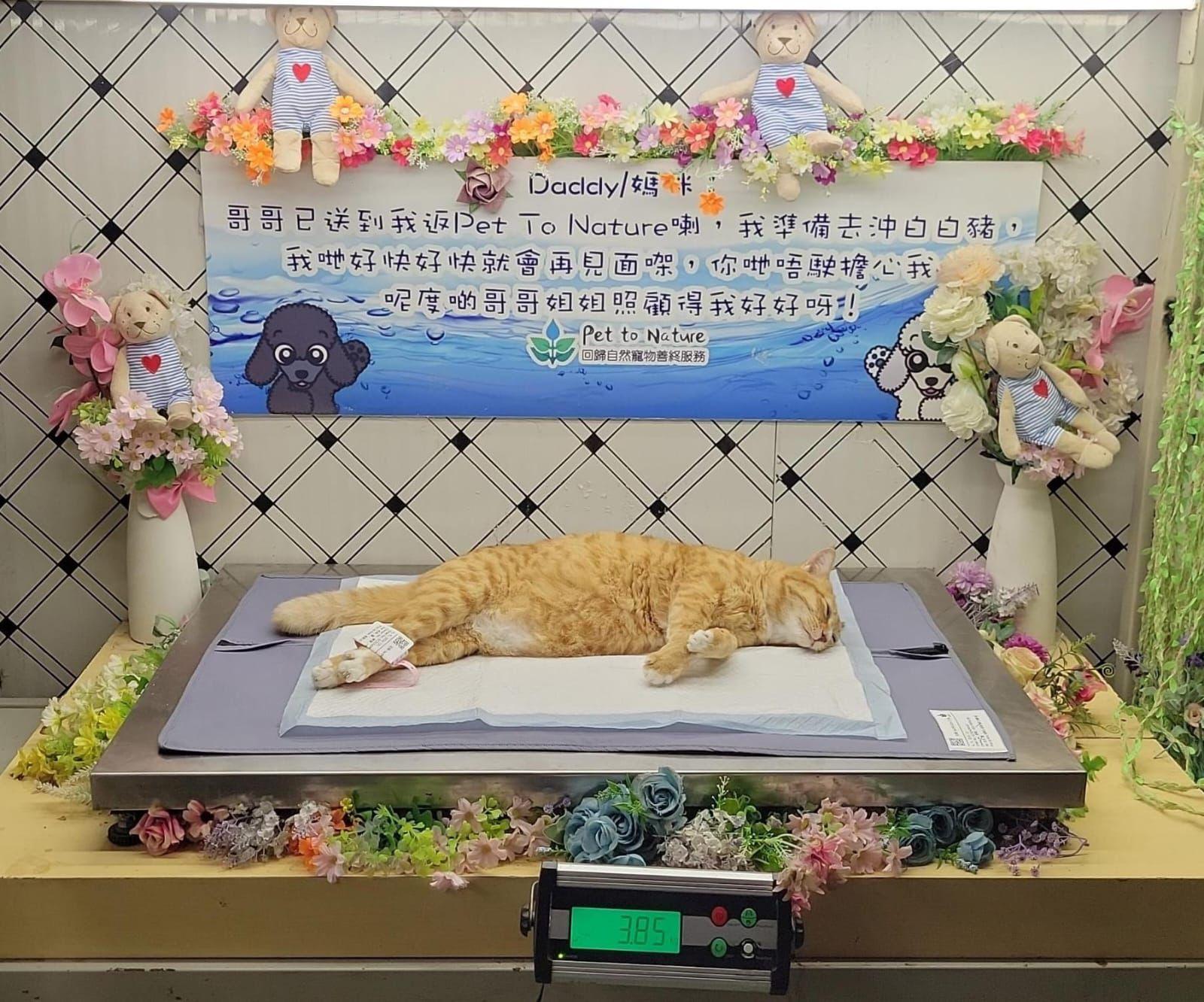 電視牆塌下壓死貓貓。(天下貓貓一樣貓@FB)