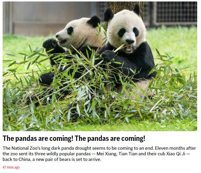 《美聯社》昨日以「熊貓來了!熊貓來了!」為題,興奮期待大熊貓的到來。(AP)