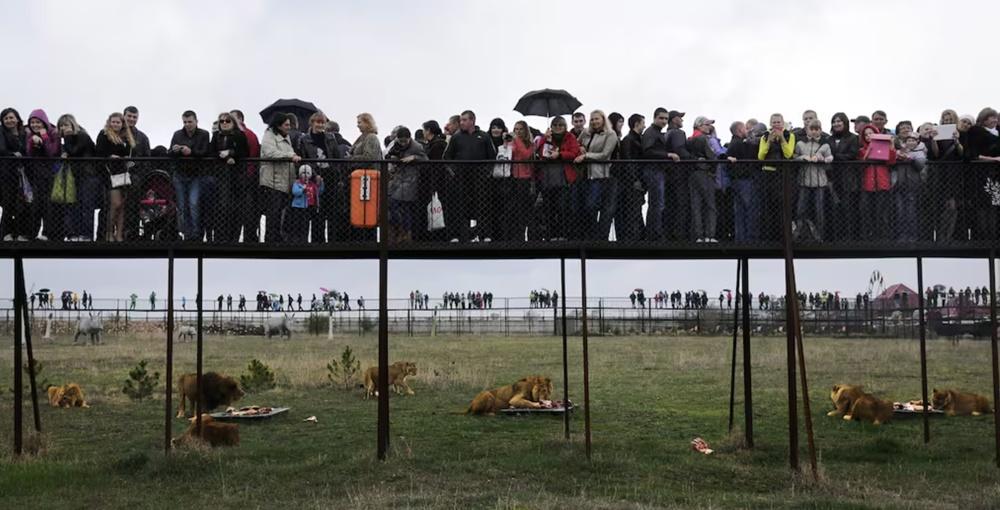 園內飼養大約60隻獅子,園內約有0.6英里長的高架行人步道,讓遊客觀察獅子。(X)