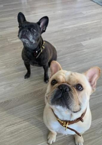 事主Michael Contillo為與兩隻愛犬一起搭飛機,控告航空公司與機組人員失職,一連串錯誤的處理應對導致愛犬死亡。(網上圖片)