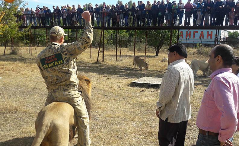 園內飼養大約60隻獅子,園內約有0.6英里長的高架行人步道,讓遊客觀察獅子。(X)