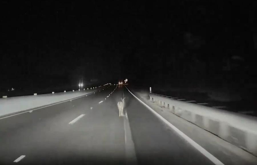 一隻鹿站在行車線中央,而Tesla直接就撞上去。(X)