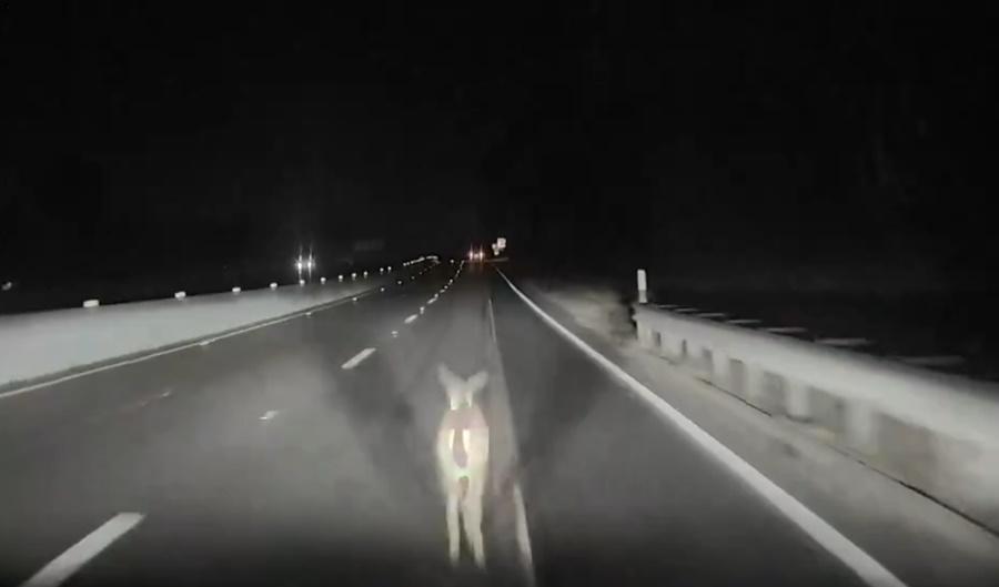 一隻鹿站在行車線中央,而Tesla直接就撞上去。(X)