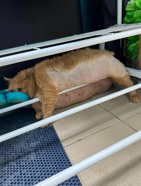 Kroshik甚至曾試圖逃離中心,卻卡在鞋架的欄杆之間,留下一張尷尬的照片。(X)