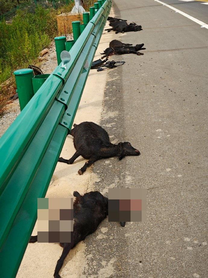 問界新M5汽車在行駛至雲南賓鶴高速公路一個彎道時,自動緊急制動未有生效而撞死了11隻誤闖車道的羊。(微博)