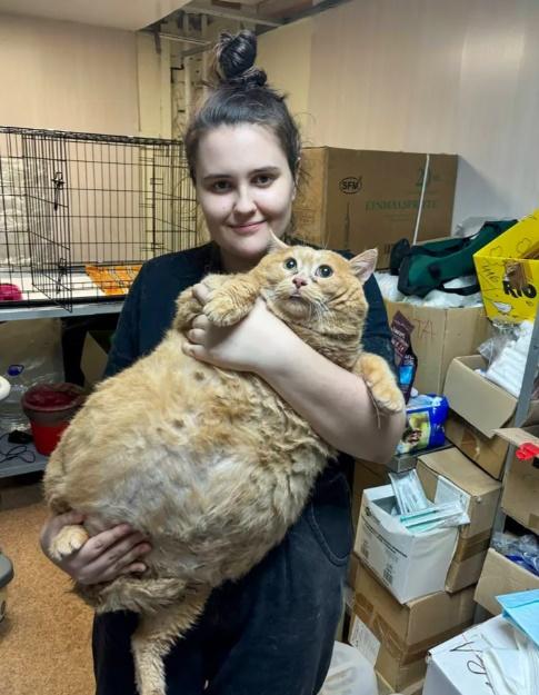 Kroshik被動物收容中心人員帶走,在嚴格的飲食控管和運動計劃下,成功減重1公斤,成為全球知名的網紅貓。(X)