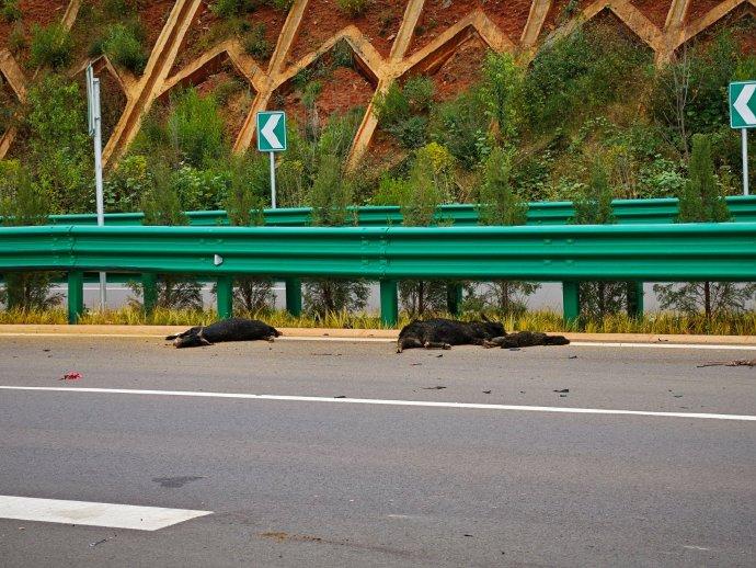 問界新M5汽車在行駛至雲南賓鶴高速公路一個彎道時,自動緊急制動未有生效而撞死了11隻誤闖車道的羊。(微博)