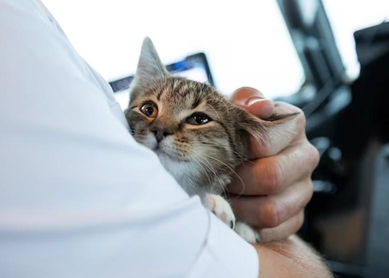 Matt意外看上一隻4個月大叫做Avery的貓B。(X)