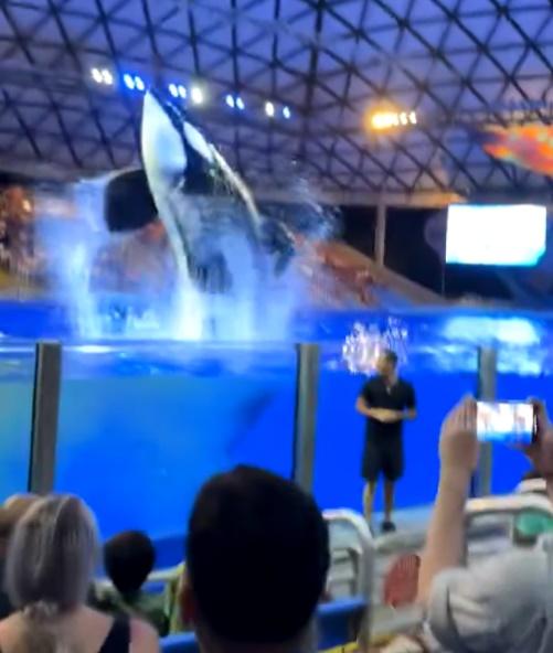 正當眾人還在議論之際,那條殺人鯨已高高躍起又再墮入池中。(X)