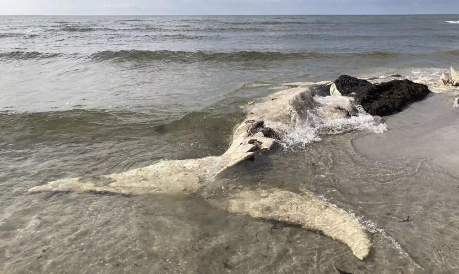 據指它屬於早前被沖上岸的一條年輕座頭鯨。(X)