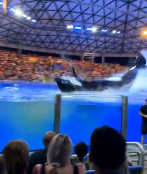 正當眾人還在議論之際,那條殺人鯨已高高躍起又再墮入池中。(X)