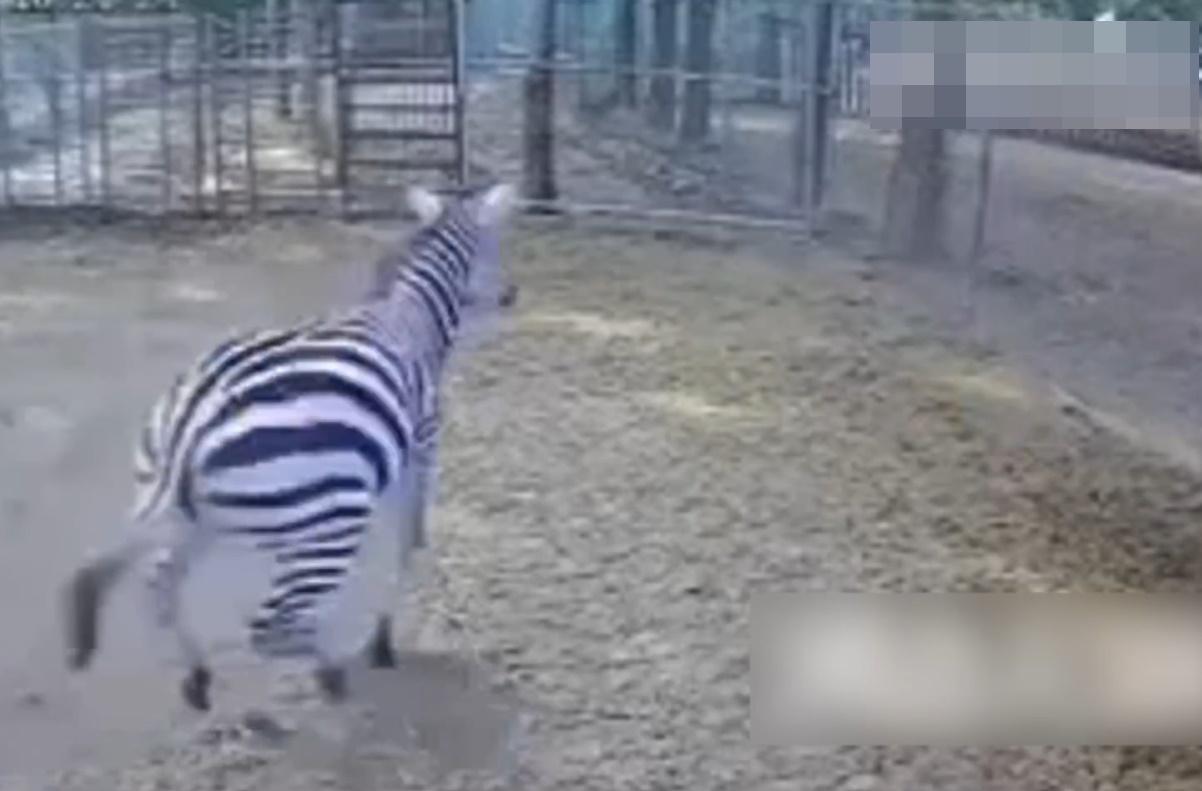 其中一匹斑馬直衝向牠前方的圍欄。(微博)