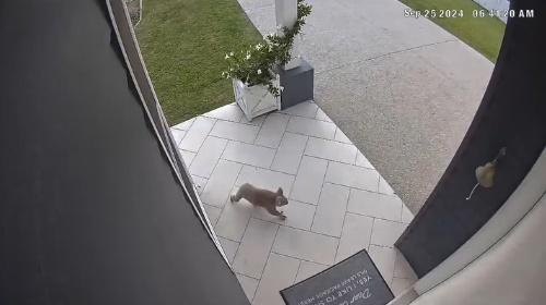 樹熊意外觸動警報。(IG)