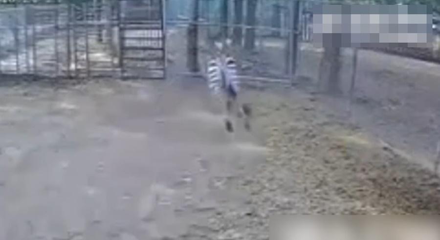 其中一匹斑馬直衝向牠前方的圍欄。(微博)
