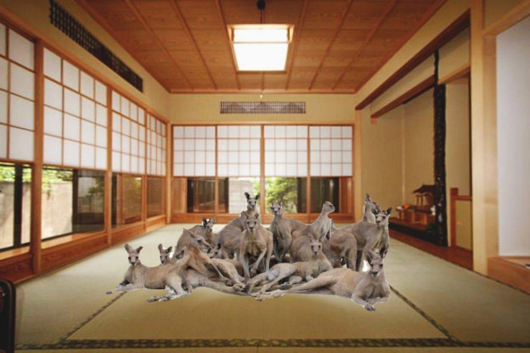 不少人把袋鼠團體照P圖到不同場景,令人發笑。(X)