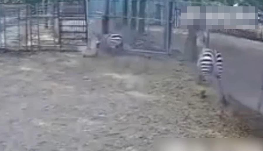 斑馬直撞圍欄隨即倒地,未幾就昏過去。(微博)