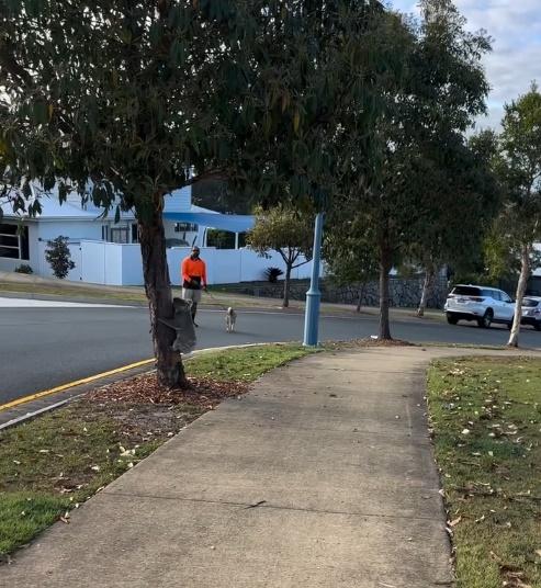 圍捕過程中,樹熊曾走到一棵樹上。(IG)