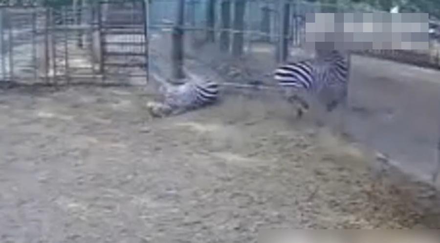 另一匹斑馬則及時收步,轉身回頭跑去。(微博)