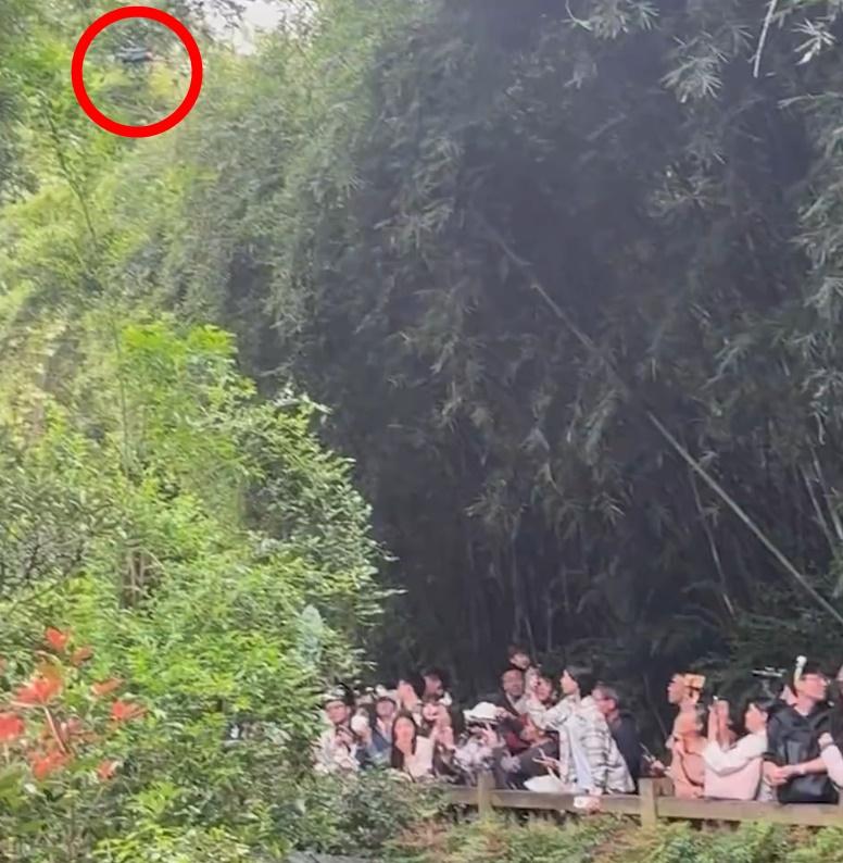 19歲張姓男子在大熊貓外展場地上方放飛無人機。(微博)