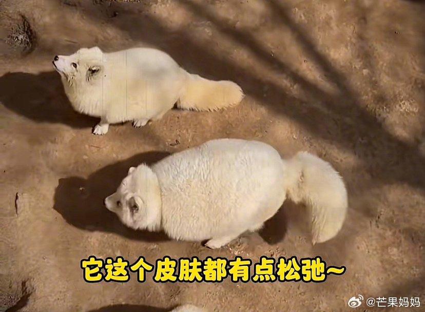 四川攀枝花動物園的動物被微博網民指過肥。