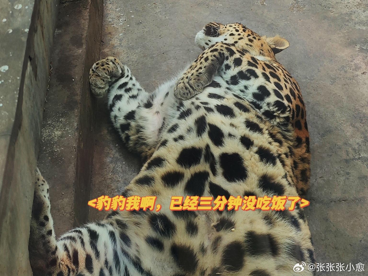 四川攀枝花動物園的動物被微博網民指過肥。