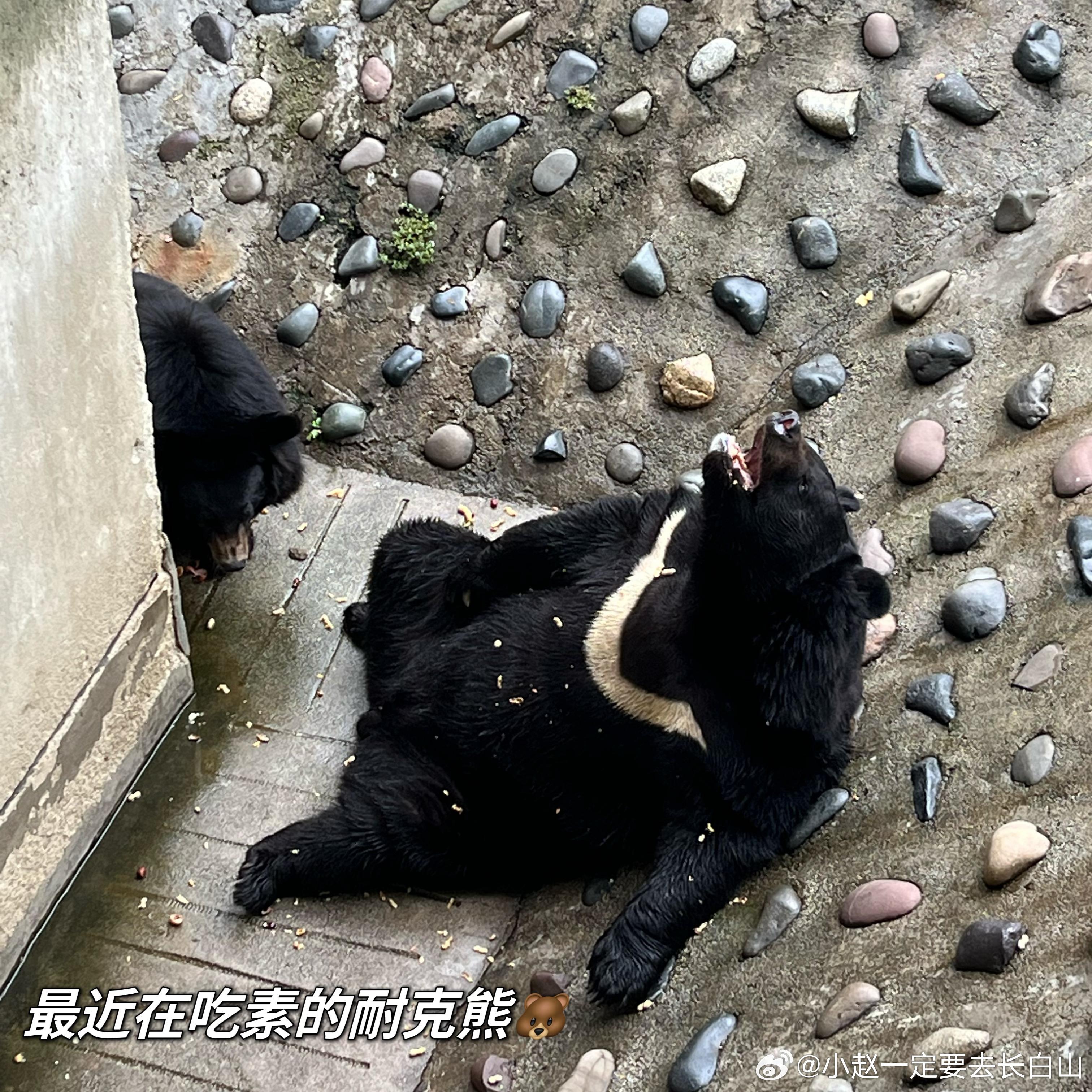 四川攀枝花動物園的黑熊因要減肥,近來多食素。