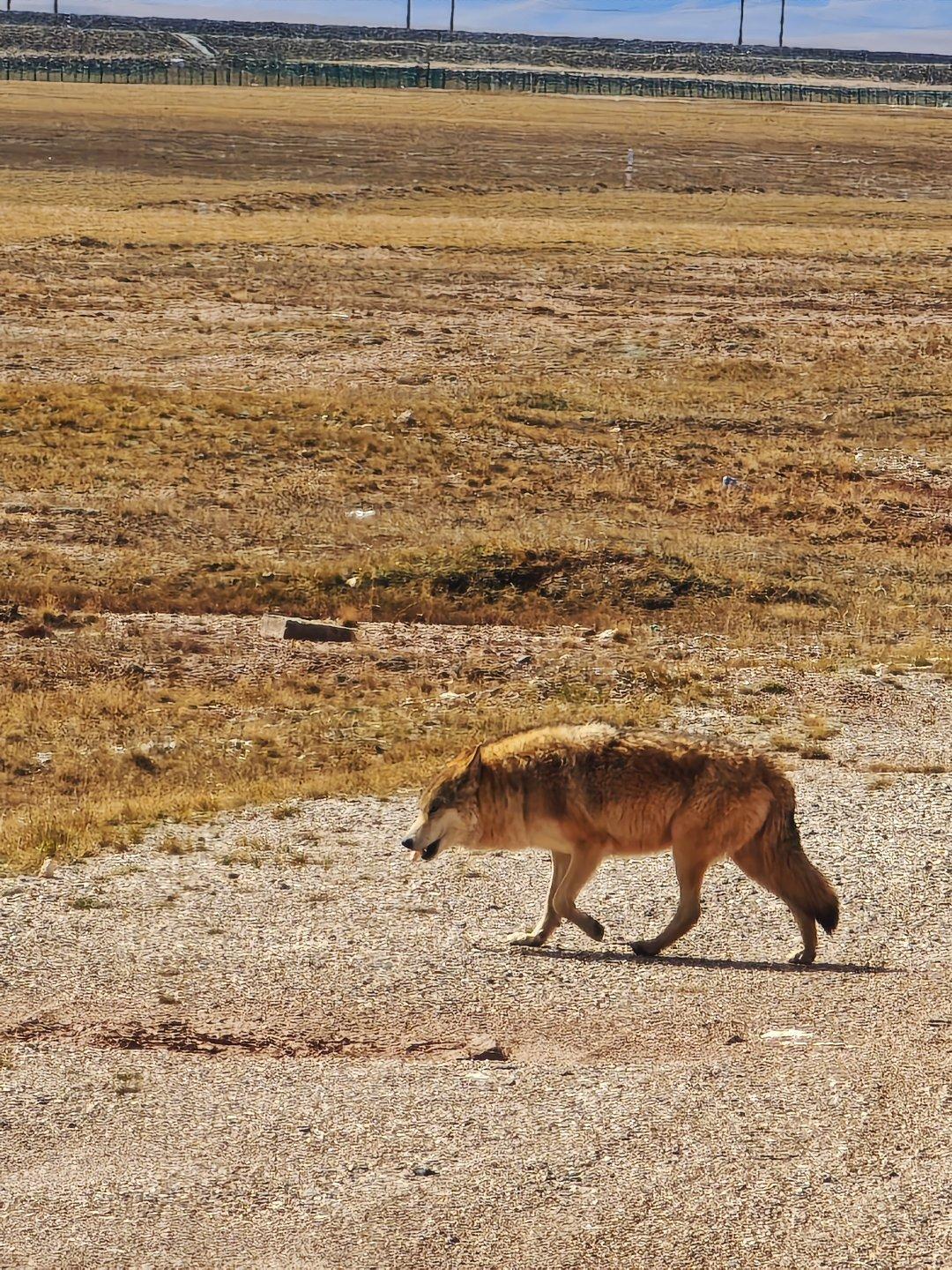 可可西里「網紅狼」現時已不再瘦弱。(網上圖片)